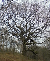 Practicalities. marsden tree